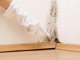 Professional Mold Removal in Omaha, TX